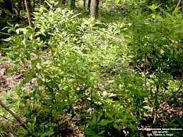 Image result for Rawsonia lucida