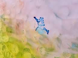 Bildergebnis für Kevin Harman