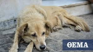 Απολαύσαμε σε ένα όμορφο, καθαρό και προσεγμένο. Hma8ia Paresyre Kai Skotwse Skyli Gia Na Mpei Se Aylh Spitioy Na Klepsei