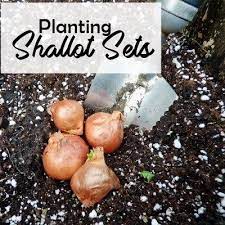 Planting Shallot Sets How To Grow Shallot Sets Growing Shallots Planting Onions Growing Vegetables Indoors