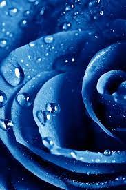 Blue Rose Blue Roses Wallpaper Blue Flower Wallpaper Blue Rose