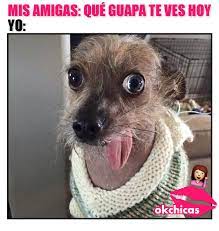 20 Divertidos Memes De Perros Que Te Haran Llorar De Risa Memes Perros Llorando De Risa Memes De Perros Chistosos