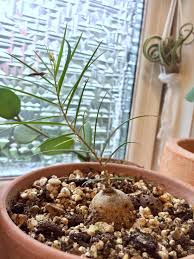 Image result for Brachystelma