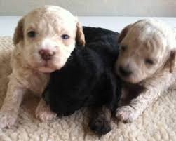As cockapoo puppies can change a great deal in appearance as they grow, this gallery gives some examples of the development from. Cockapoo Puppies For Sale In Middleton Michigan Classified Americanlisted Com