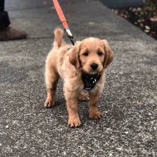 Check spelling or type a new query. Puppyspot Reviews Puppyspot