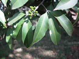 Image result for Toddalia simplicifolia