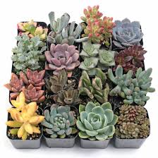Check spelling or type a new query. Soft Succulent Sampler Set Of 16 Mountain Crest Gardens