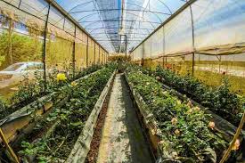 This means it will give you the best growing conditions possible with tons of sunlight as. Glass Greenhouse Vs Plastic Greenhouse Pros And Cons Green Home Gnome