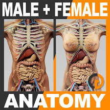 The uterus is one of the predominant organs of the female reproductive system. Human Male And Female Anatomy Body Skeleton And Internal Organs Characters Edgemix