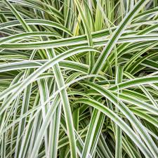 Image result for Carex johnstonii