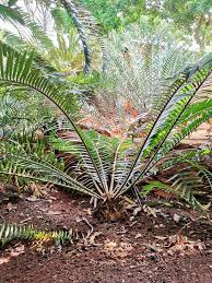 Image result for Encephalartos ngoyanus
