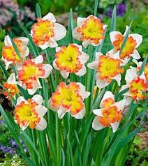 Taurus Split Cup Daffodil 10 Bulbs Daffodils Spring Flowers Daffodil Flower