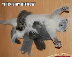 animal expressions perfectly sum up the frustrations of parenthood memes cute animals baby animals cats