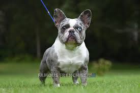 French bulldogs in maryland, virginia, district of columbia, washington dc. Dams Famous Frenchies Australia