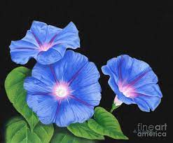 Morning Glories Painting Morning Glories At Night By Sarah Batalka Morning Glory Flowers Blue Morning Glory Flower Drawing