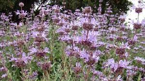 It appears to be a good substitute for cleveland sage tolerating less than perfect soil conditions and colder low temperatures. Salvia Pozo Blue Grey Musk Sage