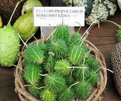 Image result for Cucumis prophetarum