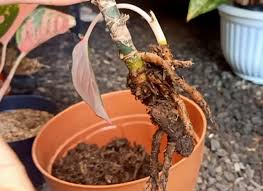 Tingkat tapi tergantung dari jenis tanamannya juga. Cara Mengatasi Busuk Akar Pada Aglaonema Kampustani Com