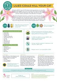 Even eating a couple petals or leaves or drinking water from the plant's vase can result in death. Warning Lilies Can Be Deadly To Your Cat Flowers Across Sydney
