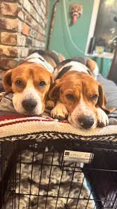 Hi! I'm new to this group. I recently joined because it's great to have  friends who love animals I lost my beagle baby in june2024 thank you for  inviting meh