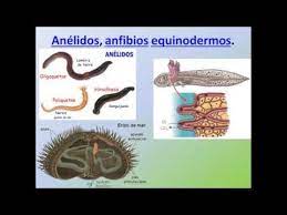 Coloca la piel en el tacho, empujándola hacia abajo con el palo para asegurarte de que esté completamente cubierta por el líquido. Tic Para Innovar En Educacion Animales Que Respiran Por La Piel