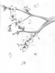 Sakura Cherry Blossom Drawing Cherry Blossom Drawing Pencil Japanese Cherry Blossom