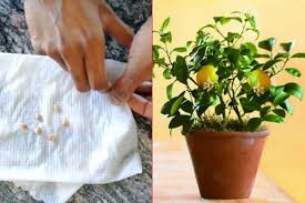 Hasada, meyvelerin %30' u sarı düzeyine ulaşıldığı zaman başlanır ve dış pazardaki taze limon boşluğunu doldurur; Birkac Basit Adimla Limon Cekirdeginden Limon Yetistirme Yemek Com
