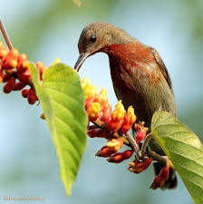 Image result for Moullava