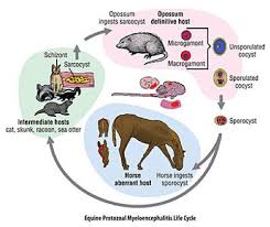 Each of the eight forms has a different methylation group that affects its bioavailability. Diclazuril 8 3 Levamisole 3 Vitamine E 10 000 Iu Suspension For Treatment Of Epm In Horses Nexgen Pharmaceuticals