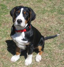 Before buying a puppy it is important to top cities with greater swiss mountain dog puppies for sale. Greater Swiss Mountain Dog Rescue Petfinder