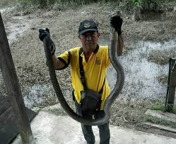 Anggota apm berjaya menangkap ular tedung selar yang sembunyi dibawa kerusi terletak diruang tamu rumah wakil rakyat di bandar utama, gua musang, foto ramli ibrahim. Ular Tedung Tumpas Di Tangan Pak Abu Utusan Borneo Online