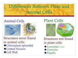Maybe you would like to learn more about one of these? Cell Structure And Function Ppt Video Online Download