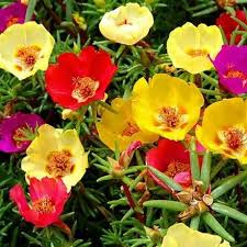 Portulaca Mix Flower Seeds