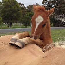 P I N T E R E S T Casey Elizabeth Cute Baby Animals Cute Animals Cute Little Animals