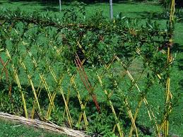 Idees De Cloisons Vegetales Pour Le Jardin Decoration Jardin Jardins Et Bambous Jardin