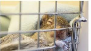 She makes a squeaky toy noise when she is talking to us. Petition Save Grey Squirrels And Muntjac Deer Change Org