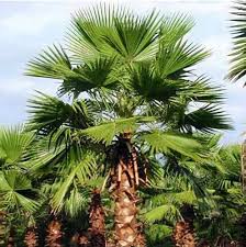 Image result for Washingtonia robusta