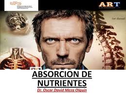 ABSORCIÓN DE NUTRIENTES