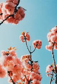 Discovered Via Pinterest Appellesapothecary Www Appelles Com Flower Aesthetic Flowers Nature Flowers