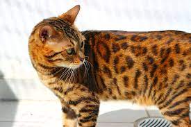 The breed name comes from the leopard cat's taxonomic name. Bengal Cat Breed Information Characteristics Daily Paws