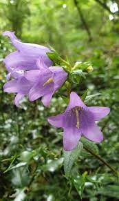 Lydia Massiah On Twitter Wild Flowers Campanula Bellflower