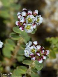 Image result for Corrigiola