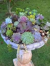 Pin By Brenda Adams On Garden Plants Container Gardening Flowers Succulents Garden