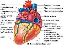 Pin On Human Anatomy