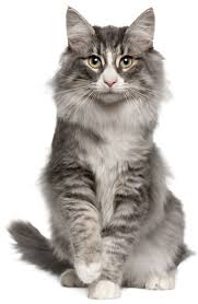 Indianapolis animal care services is full and offering free pet adoptions. Adopt Indyhumane