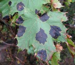 Physiological leaf scorch is the most common. Maple Tree Diseases Common Problems With Maples The Tree Center