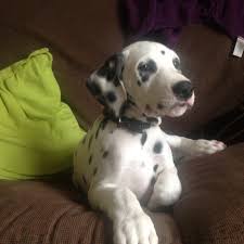 But if you want to invest some time to check at. Petition The British Dalmatian Club Give Deaf Dalmatians A Chance At Life Change Org