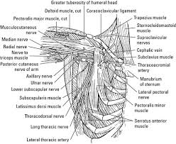 This diagram depicts shoulder muscle diagram. Muscles Of The Shoulder And Arm Dummies