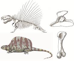 When donating a fossil, or if the player has an assessed fossil in their inventory, they can ask blathers to give a short presentation on the animal that fossil belongs to. Dimetrodon Was An Early Mammal Like Reptile Of 280 Mya Note It Has A Download Scientific Diagram