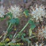 Image result for Trifolium spumosum